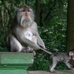 Ubud Monkey Forest