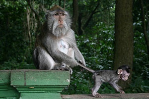 Monkey Forest Ubud